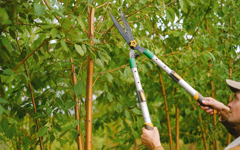 Tree trimming in Marianna, AR