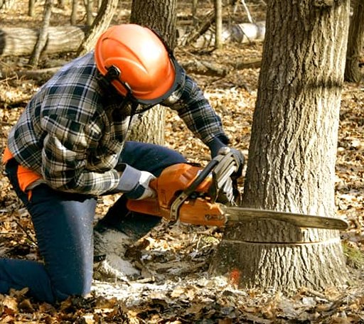 Tree Removal in Marianna, AR